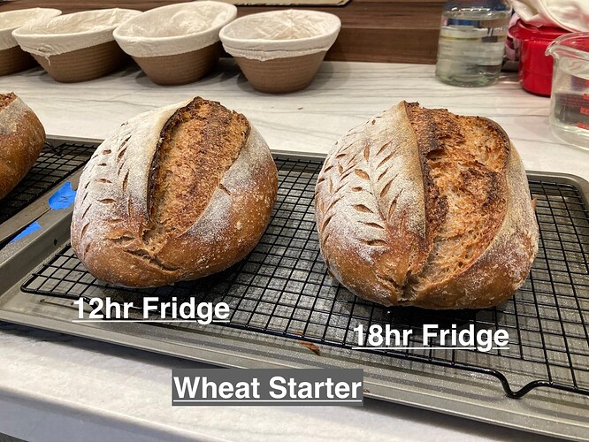 starter-wheat