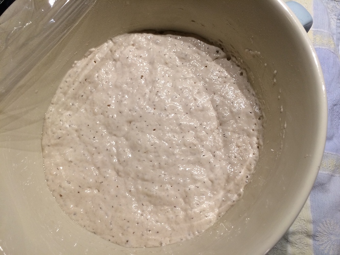 NK Bread Flour   Einkorn1_ 15hr fermentation